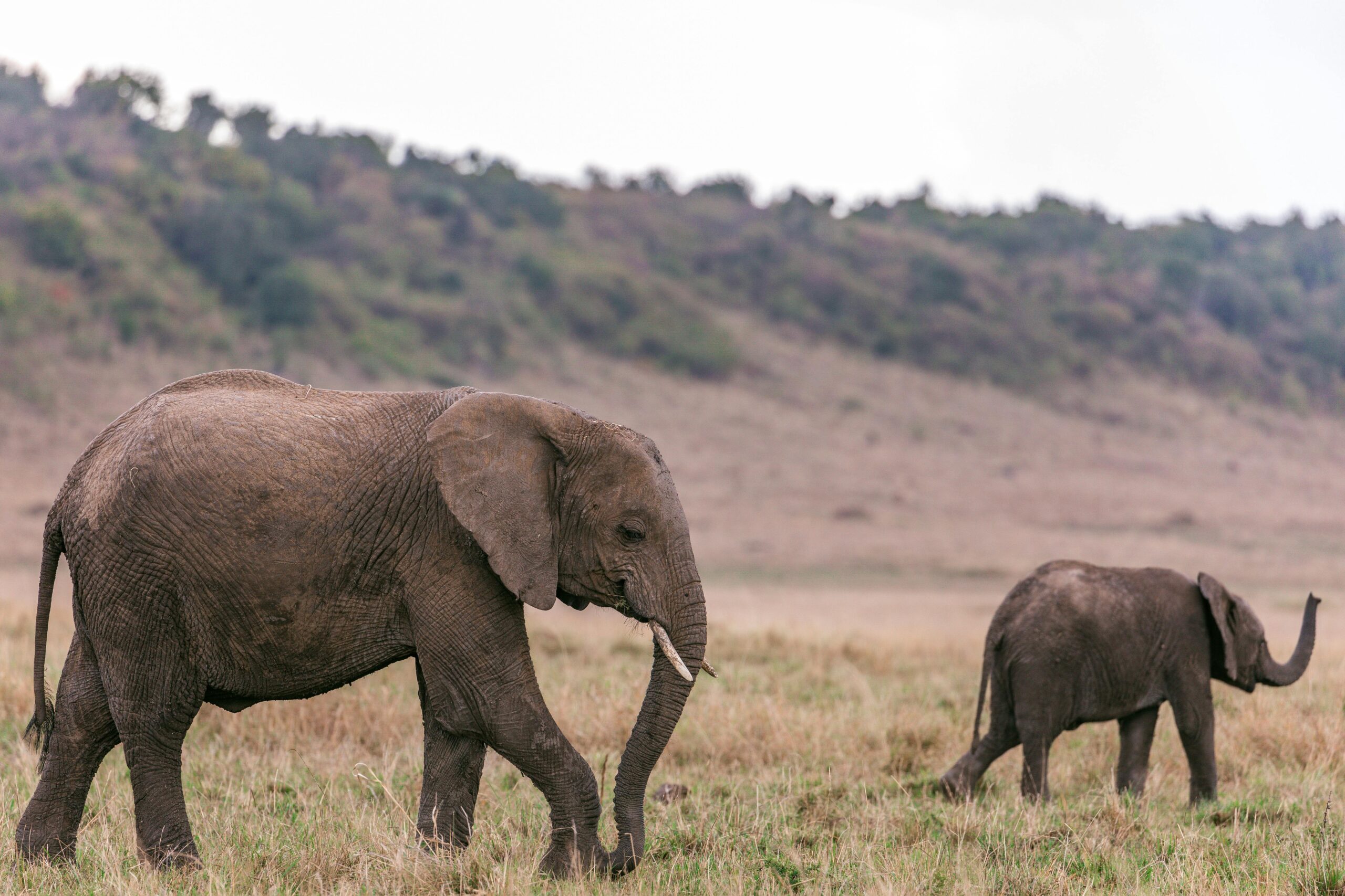 Read more about the article Guardians of the Gentle Giants: A Closer Look at the Bonds Between Elephants and Their Babies